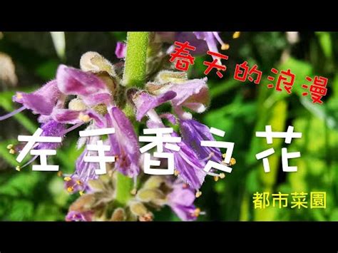 左手香風水|左手香開花風水：點解要小心擺放？